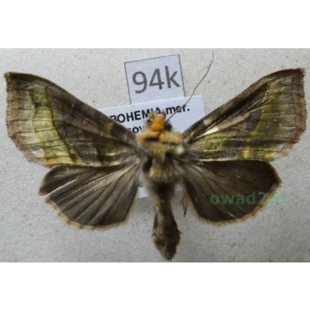 Diachrysia stenochrysis (Warren, 1913) Błyszczka nibyspiżówka Czech94k